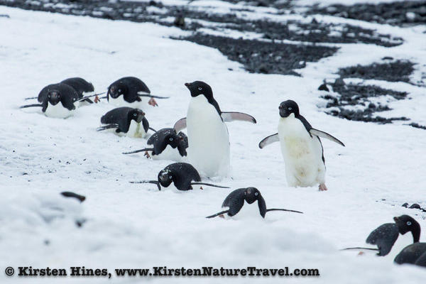 Antarctica_seal_attack-2