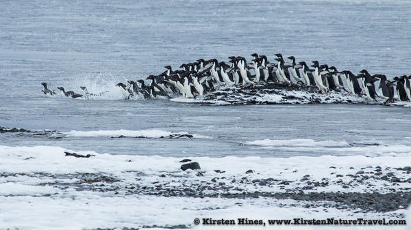 Antarctica_seal_attack-4