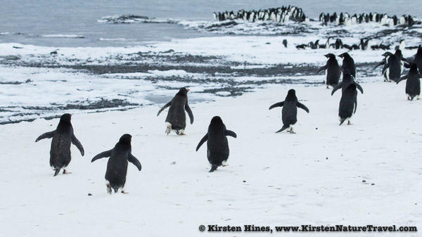 Antarctica_seal_attack-5