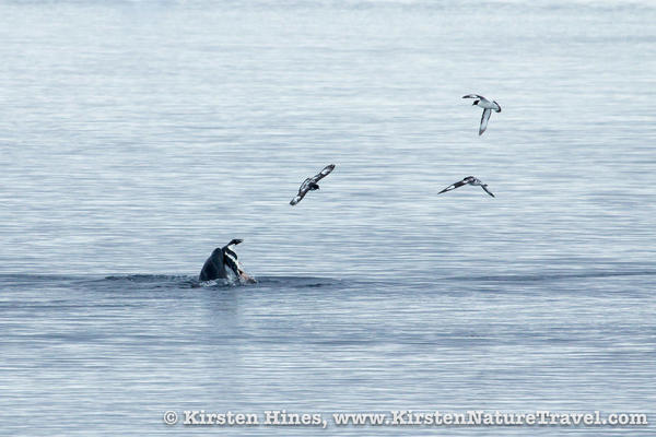 Antarctica_seal_attack