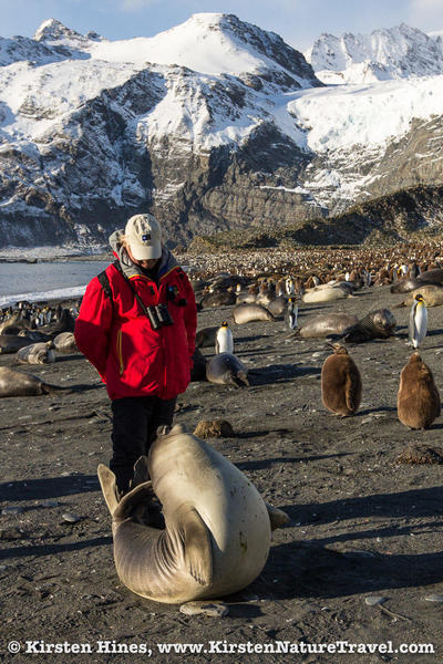 Antarctica_weaner-3