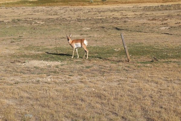 Antelope 3