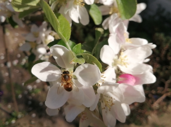 Apple Bee