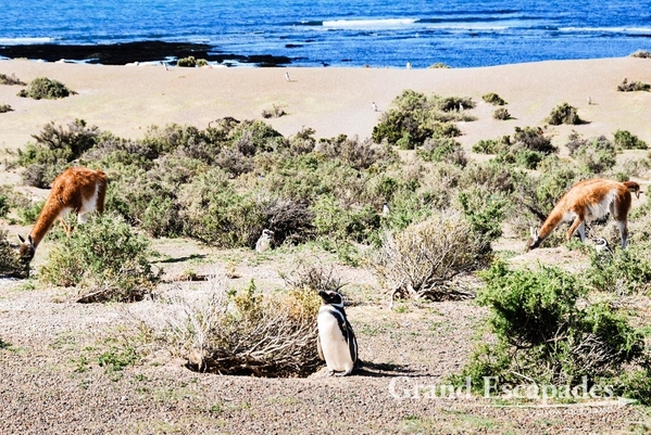 Argentina-PeninsulaValdez-106