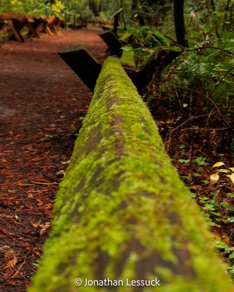 Armstrong Redwoods-12