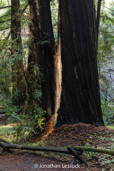 Armstrong Redwoods-19