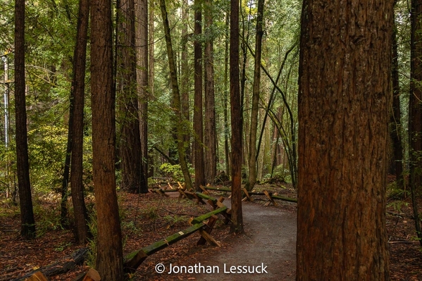 Armstrong Redwoods-2