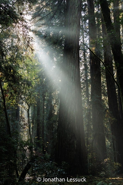 Armstrong Redwoods-25