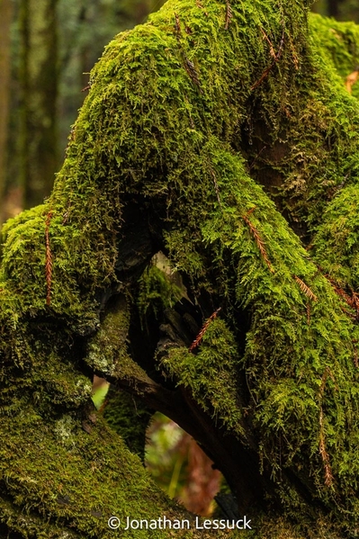 Armstrong Redwoods-3