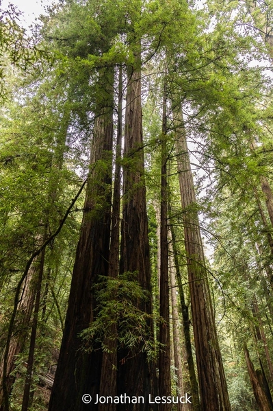 Armstrong Redwoods-4