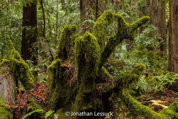 Armstrong Redwoods-5