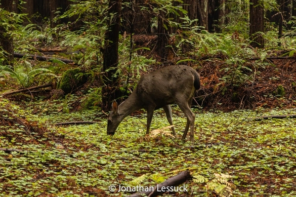 Armstrong Redwoods-7