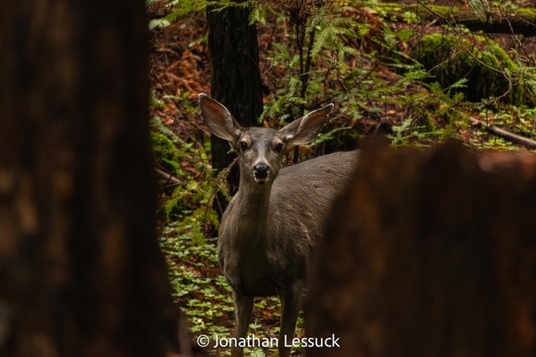 Armstrong Redwoods-8