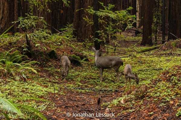 Armstrong Redwoods-9