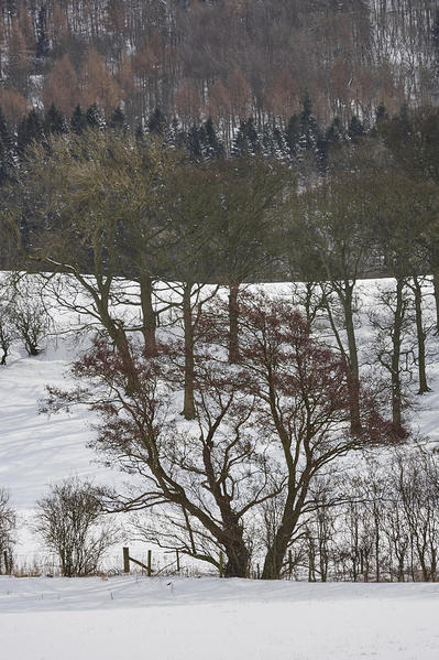 Arncliffe trees.