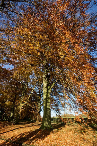 Autumn beech.