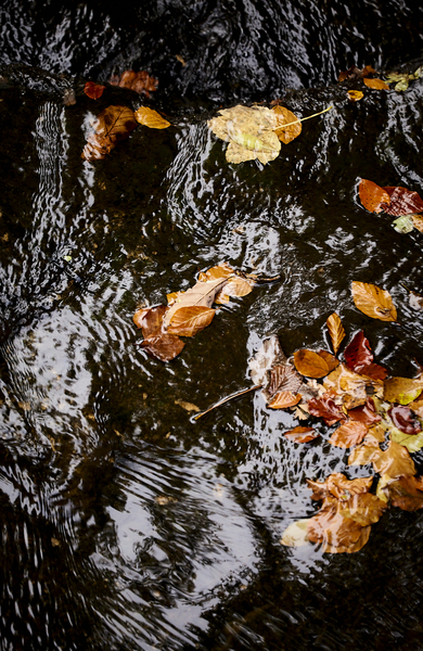 Autumn water - Falling Foss.