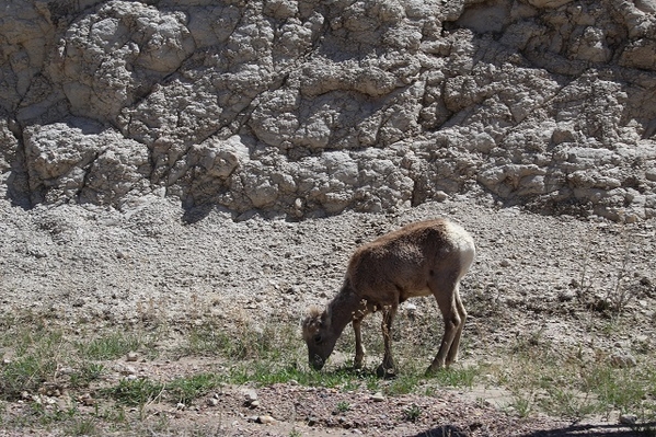 Badlands Sheep 2