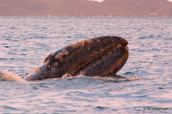 Baja-California-magdalena-bay-2005-037