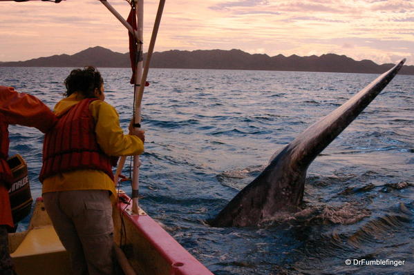 Baja-California-magdalena-bay-2005-044