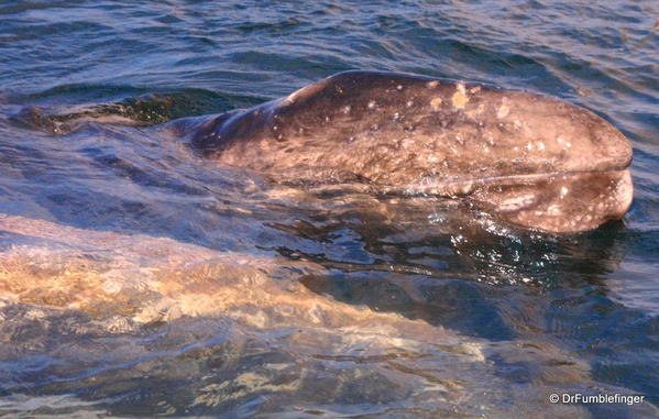 Baja-California-magdalena-bay-2005-049