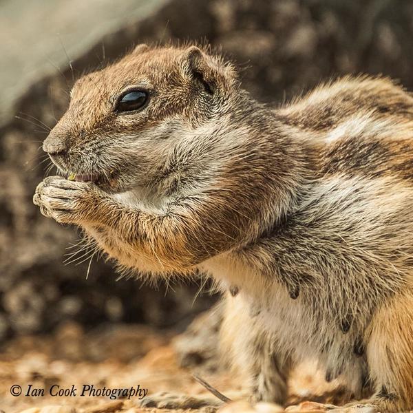 Barbary Ground Squirrels