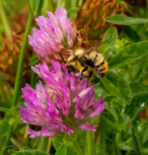 Bee on Clover