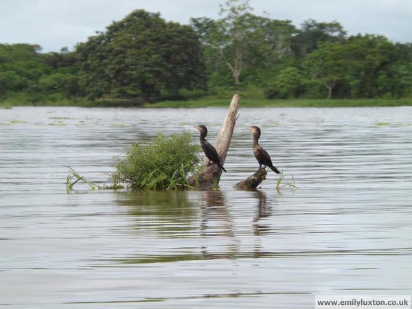 Birds on Amazon