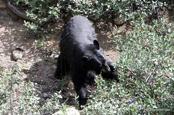 Black Bear Banff NP (4)