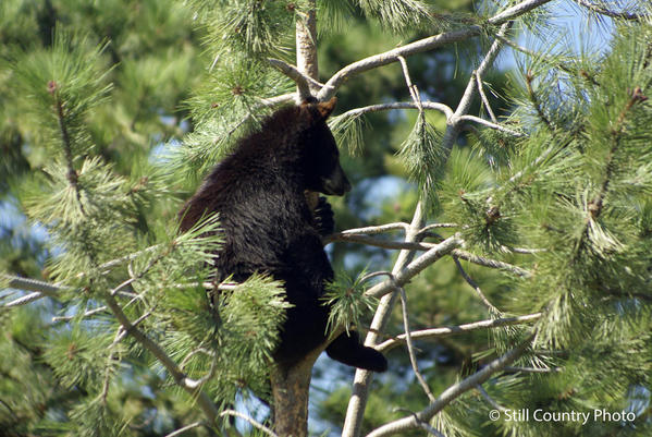 Black Bear Cub 2