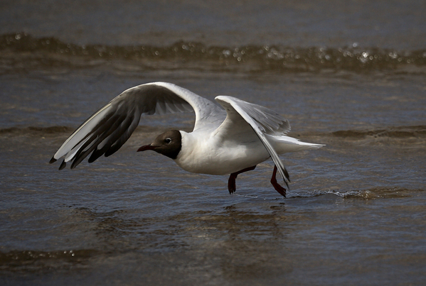 Black headed gull. w