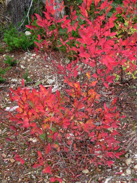 Blossom Lake 2010 008. Blossom Lake trail, fall colors huckleberry bushes