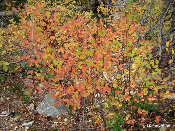 Blossom Lake 2010 009. Blossom Lake trail, fall colors huckleberry bushes