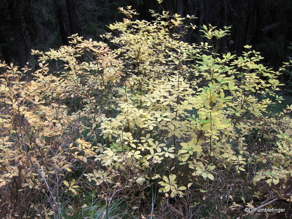 Blossom Lake 2010 015. Blossom Lake trail, fall colors