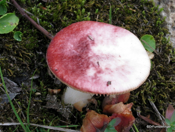 Blossom Lake 2010 037. Fungi