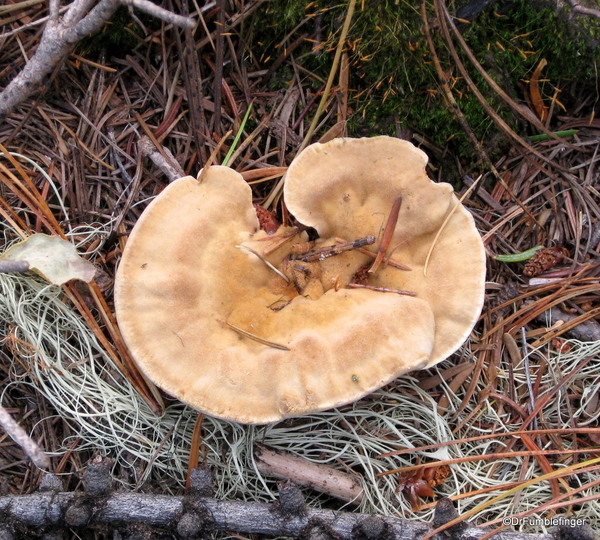 Blossom Lake 2010 038. Fungi