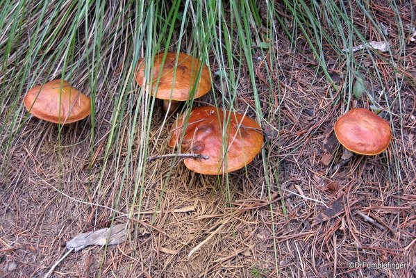 Blossom Lake 2010 041. Fungi