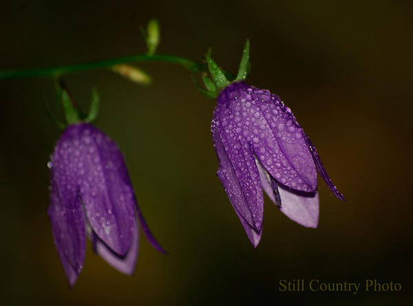 Blue Bells Watermarked