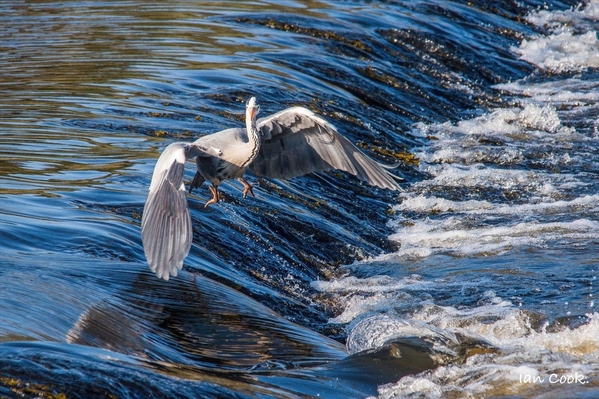 Blue Heron 1