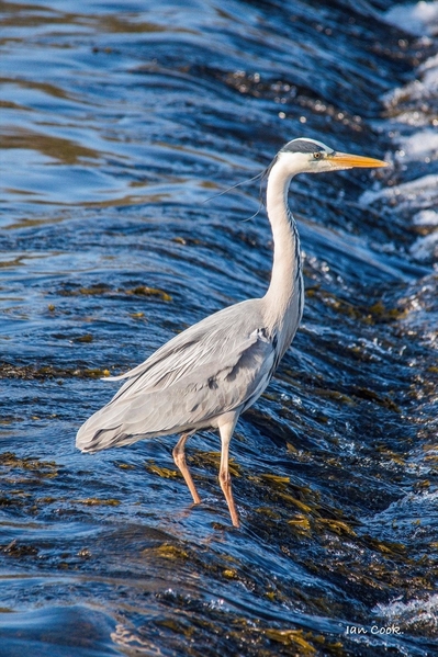 Blue Heron 2