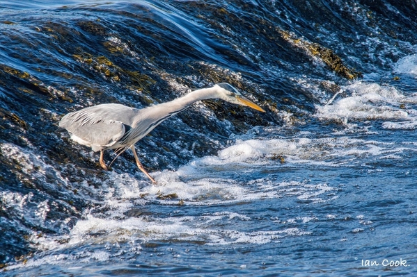 Blue Heron 3