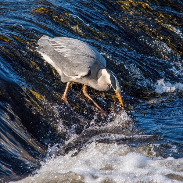 Blue Heron 4