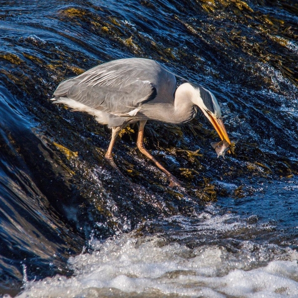 Blue Heron 5