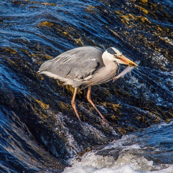 Blue Heron 7