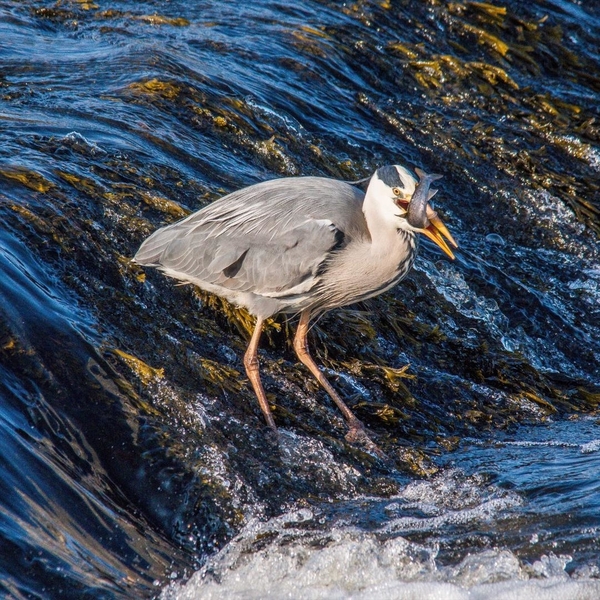 Blue Heron 9