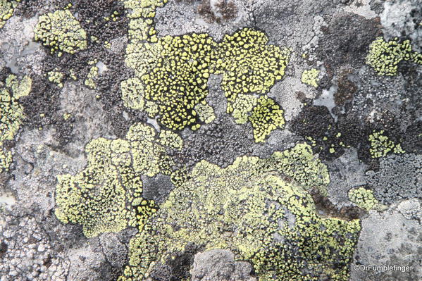 Lichens on rocks, Boom Lake, Banff National Park