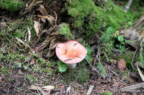 Fungi, Boom Lake trail, Banff National Park