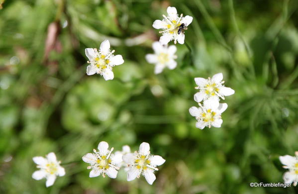 Wildflowers, Boom Lake trail, Banff National Park