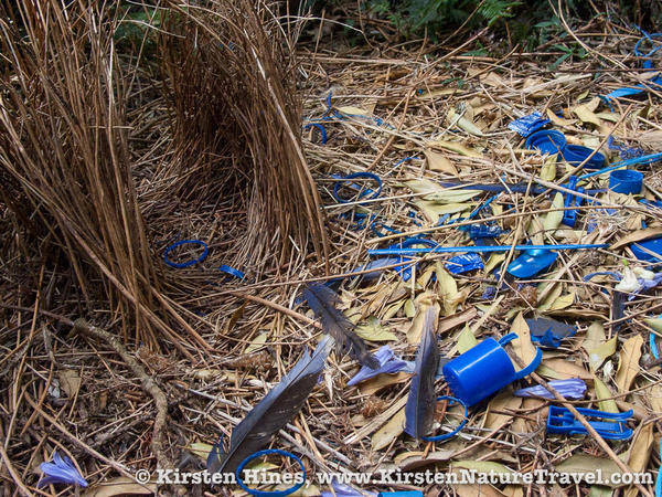 Bowerbird