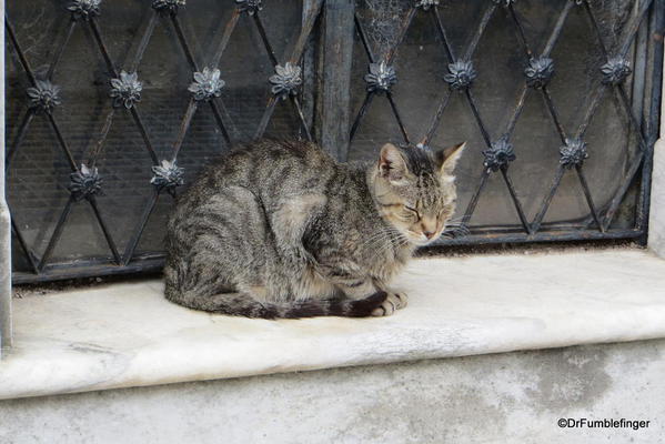 Feral cat in Buenos Aires